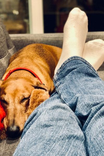 Relaxing on the couch with my dog, Vinnie